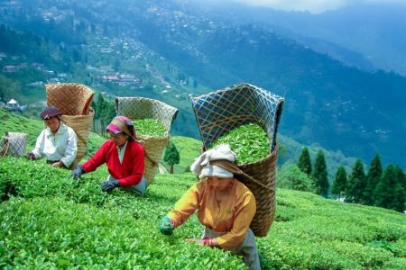 Darjeeling Tea Fields tour