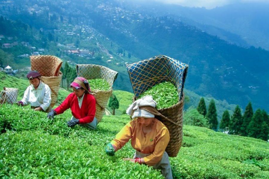 Darjeeling Tea Fields tour