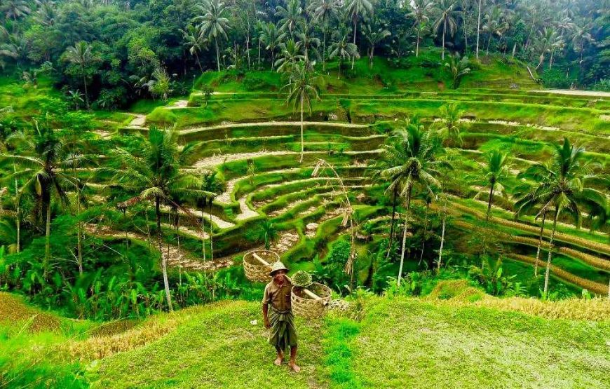Explore Bali’s Best: Stunning Beaches, Cultural Tours & Adventure-Packed Packages
