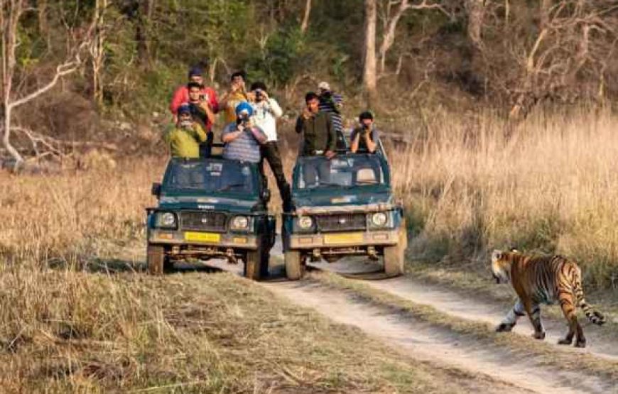 From Jungles ,Hills & River to Lakes: Corbett National Park and Nainital Tour