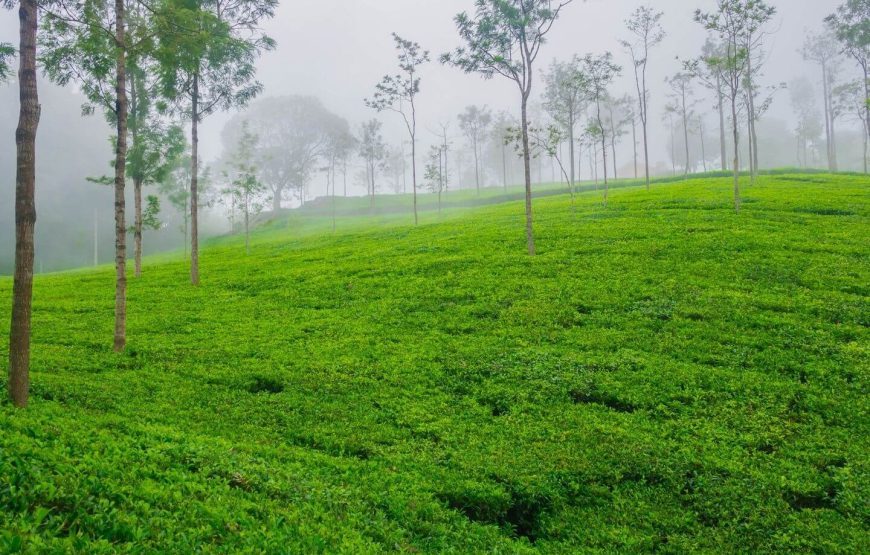 Coimbatore-Ooty-Coonoor Tour Package