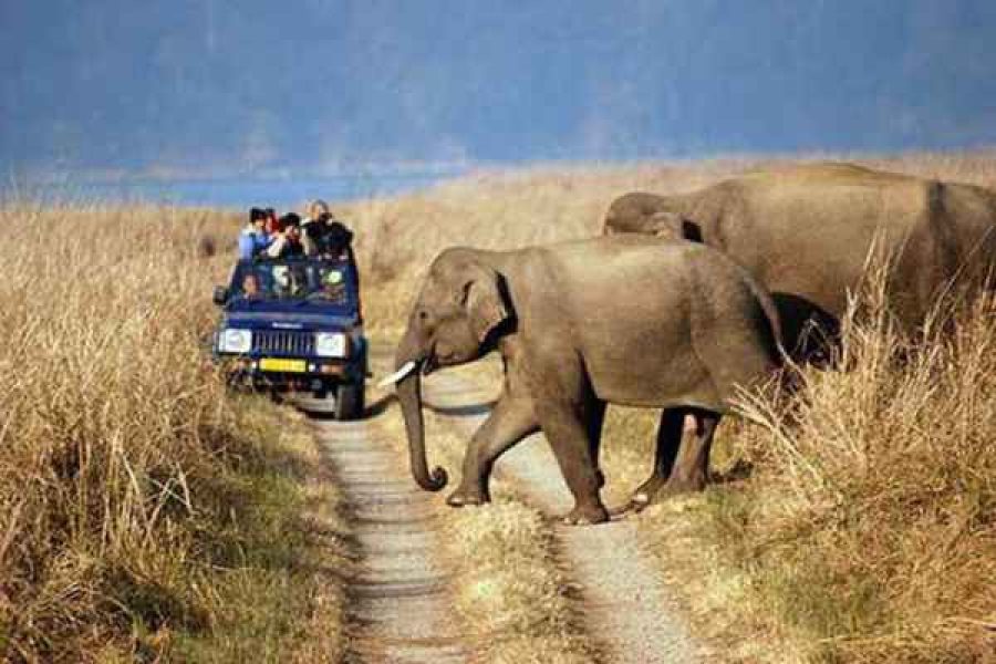 jim corbett national park elephant