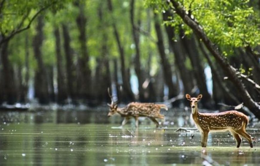 Discover Pondicherry: Ultimate Beaches Tour Package in Coastal Paradise