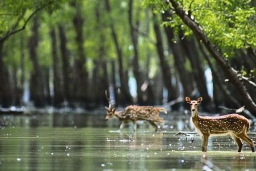 Mangrove Forest