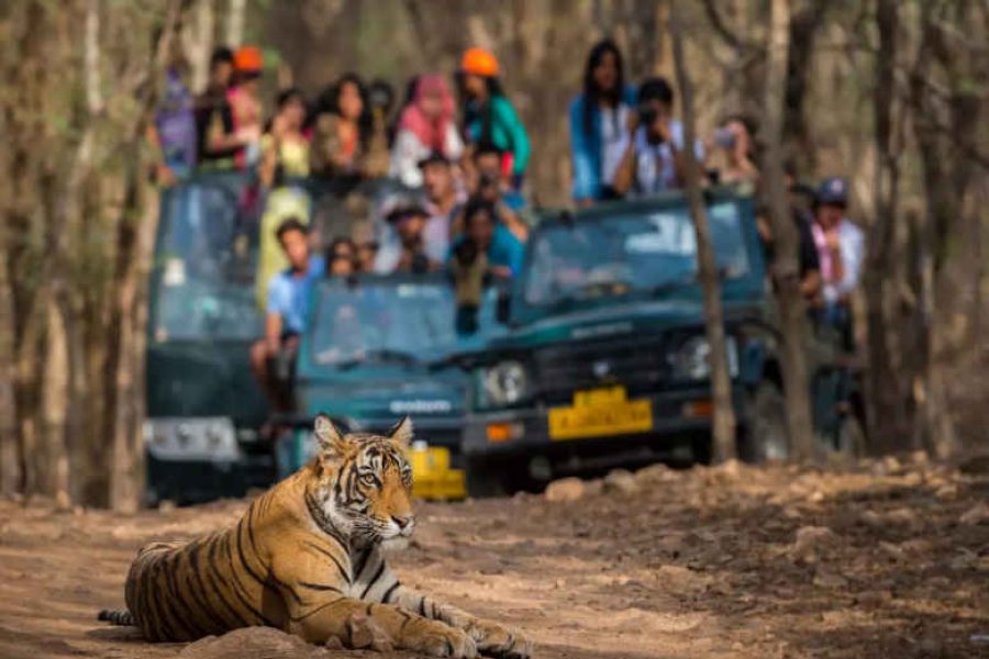 tiger Ranthambore safari