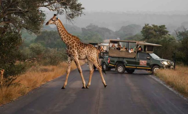 Kruger Gate Safari south africa