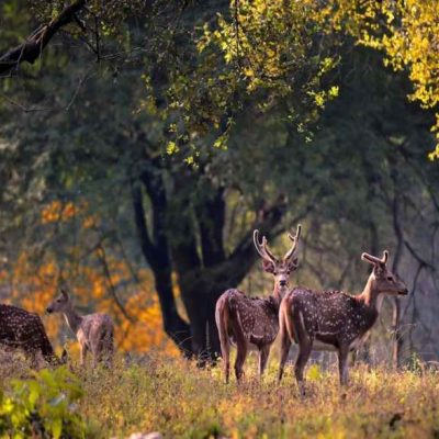 Kaziranga National Park