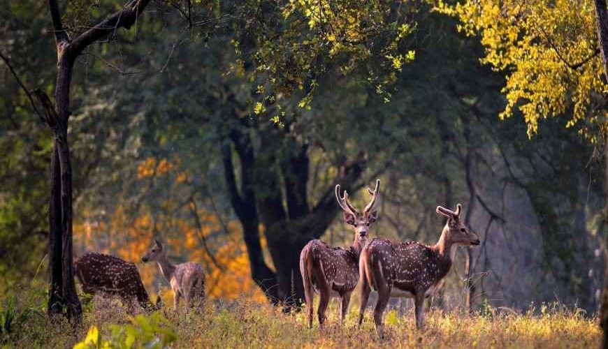 Kanha National Park