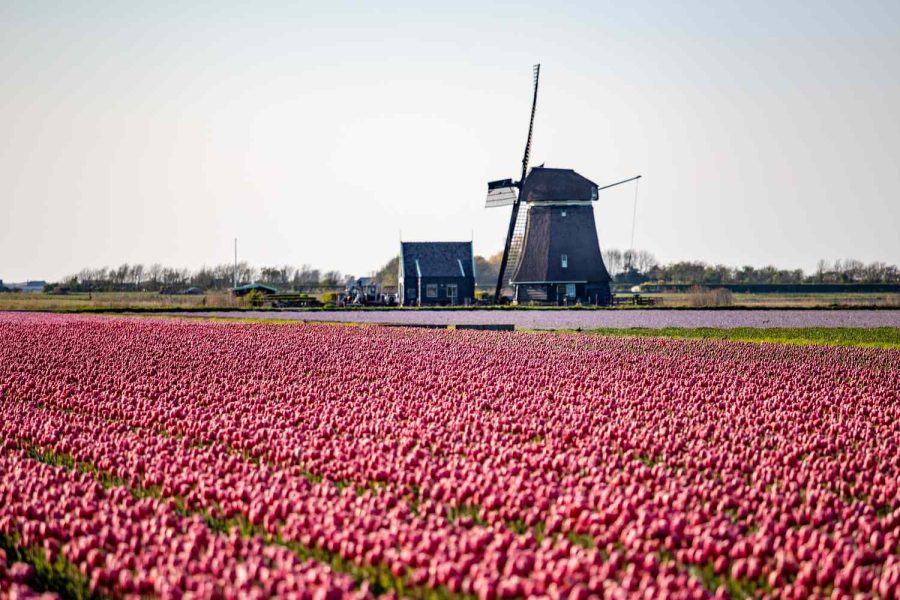 Tulips5 0e02868afa364437a117de628dda8151